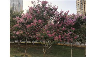 夏秋季節(jié)，錫城首次驚現(xiàn)紫薇花開美景